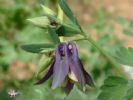   Aquilegia Viridiflora Extract 